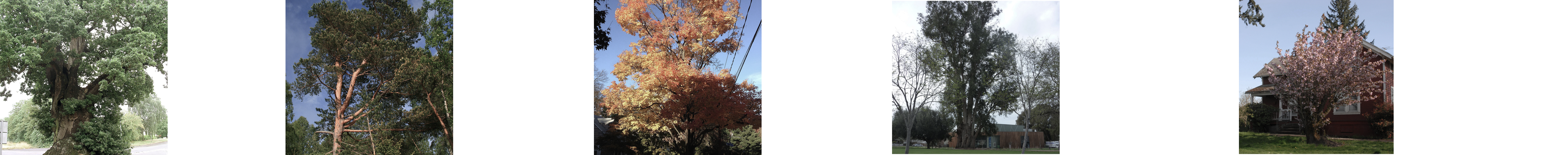Description of the image