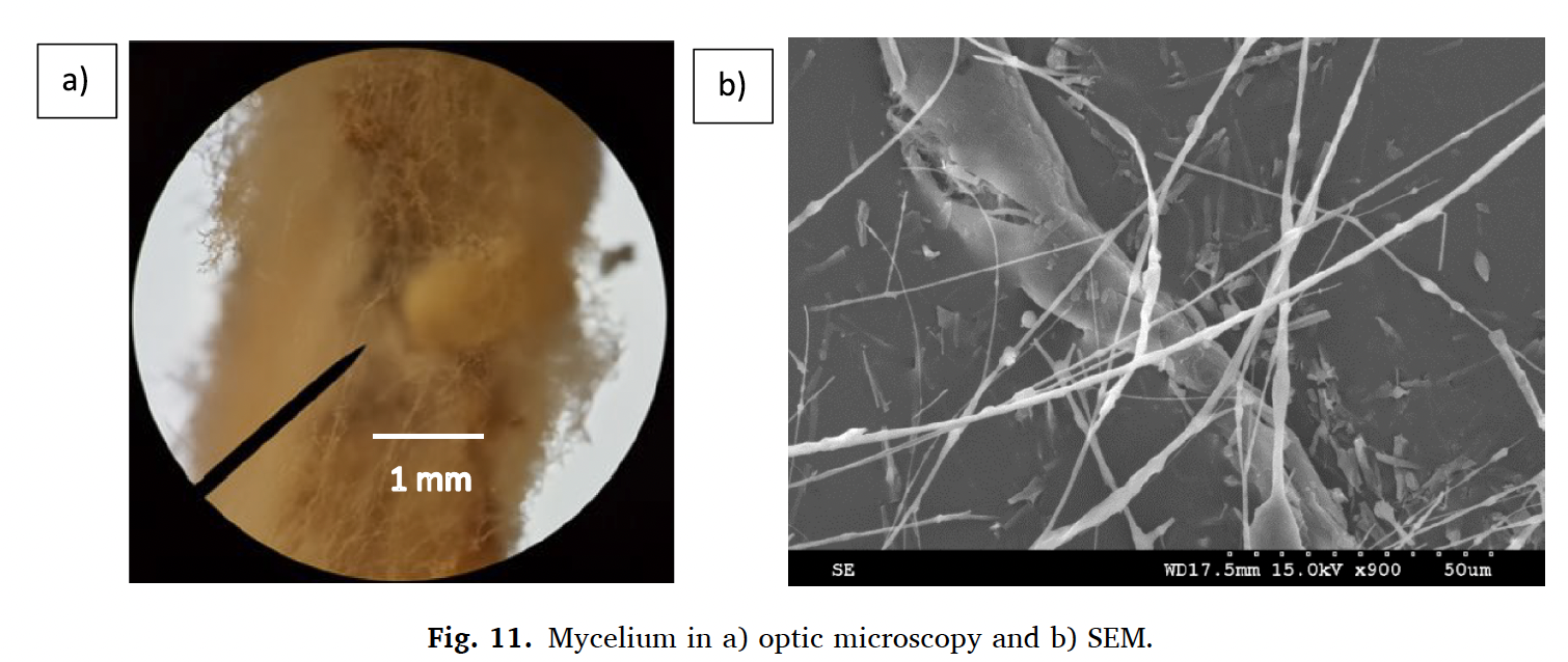 Mycelium composite SEM image